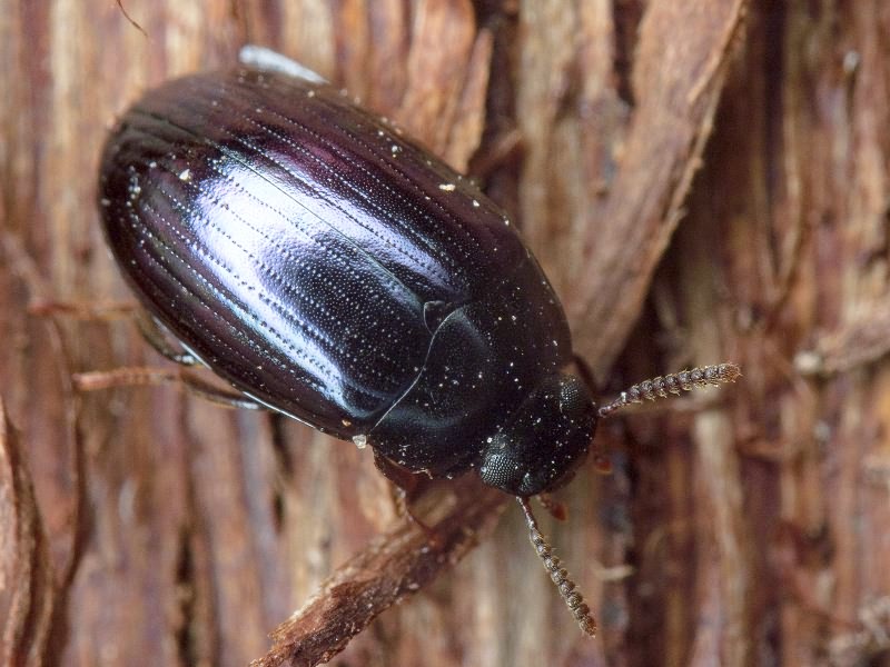 Platydema violaceum (Fabricius, 1790)